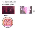 人教版 八年级上册 生物 第五单元 第四章 第四节 细菌和真菌自然界中的作用课件