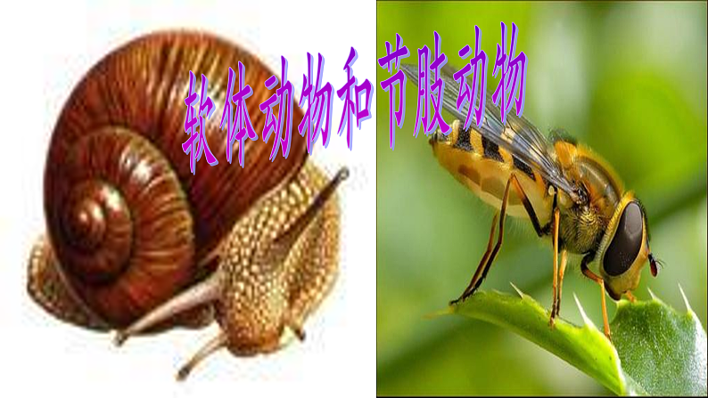 人教版八年级生物上册  5.1.3  软体动物和节肢动物课件第1页