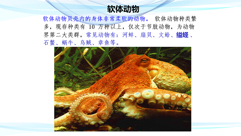 人教版八年级生物上册  5.1.3  软体动物和节肢动物课件第4页