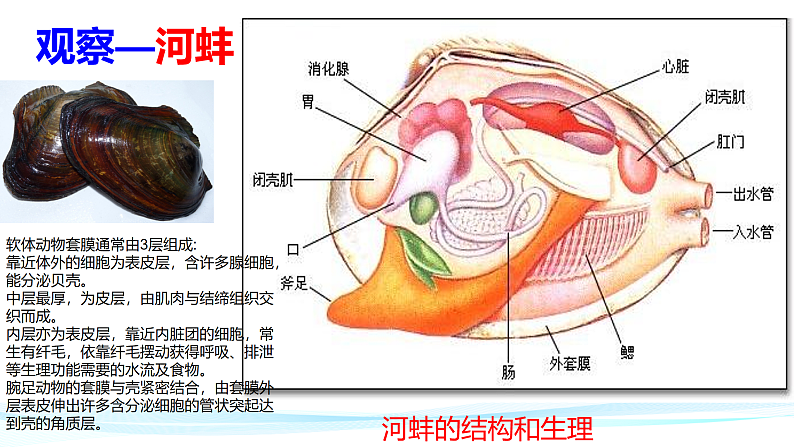 人教版八年级生物上册  5.1.3  软体动物和节肢动物课件第5页