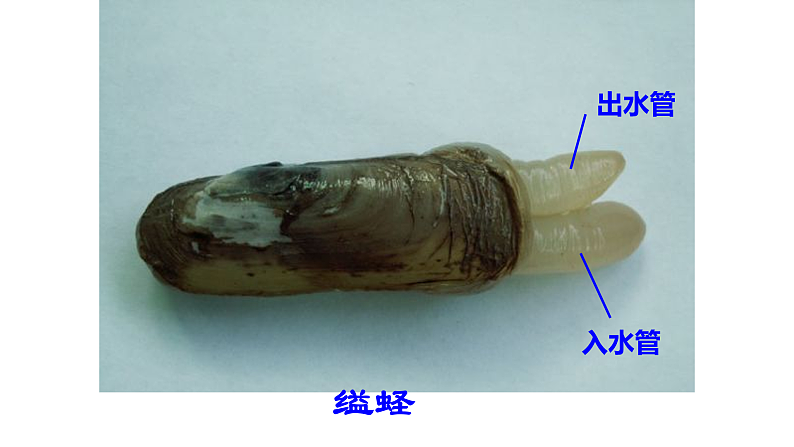 人教版八年级生物上册  5.1.3  软体动物和节肢动物课件第7页