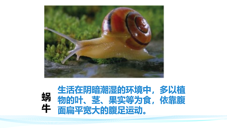 人教版八年级生物上册  5.1.3  软体动物和节肢动物课件第8页