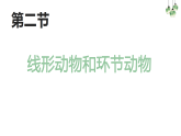 人教版生物八年级上册  5.1.2  线形动物和环节动物课件