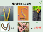 人教版生物八年级上册  5.1.2  线形动物和环节动物课件