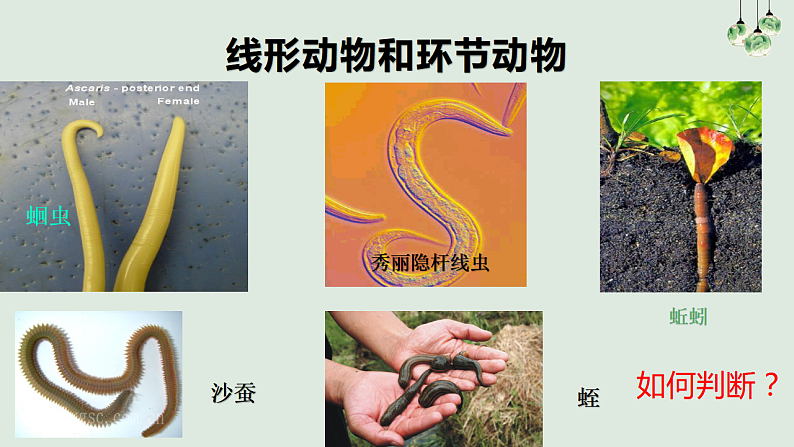 人教版生物八年级上册  5.1.2  线形动物和环节动物课件03