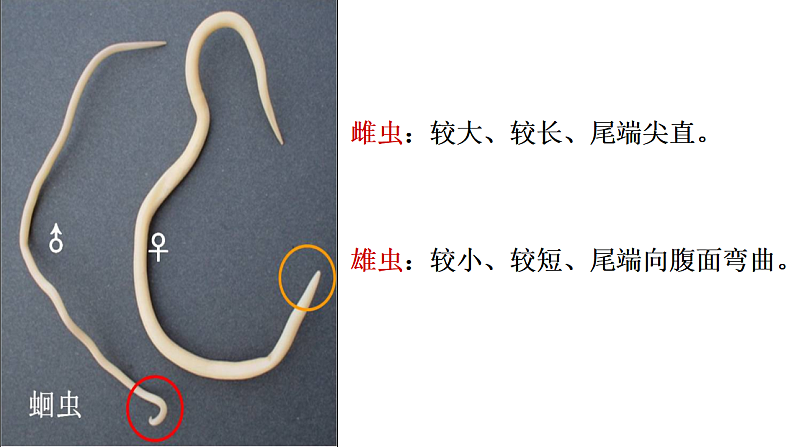 人教版生物八年级上册  5.1.2  线形动物和环节动物课件05
