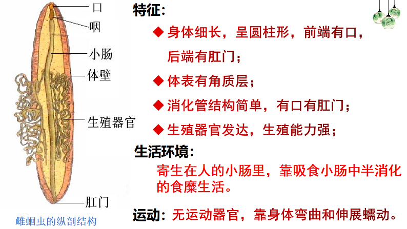 人教版生物八年级上册  5.1.2  线形动物和环节动物课件07