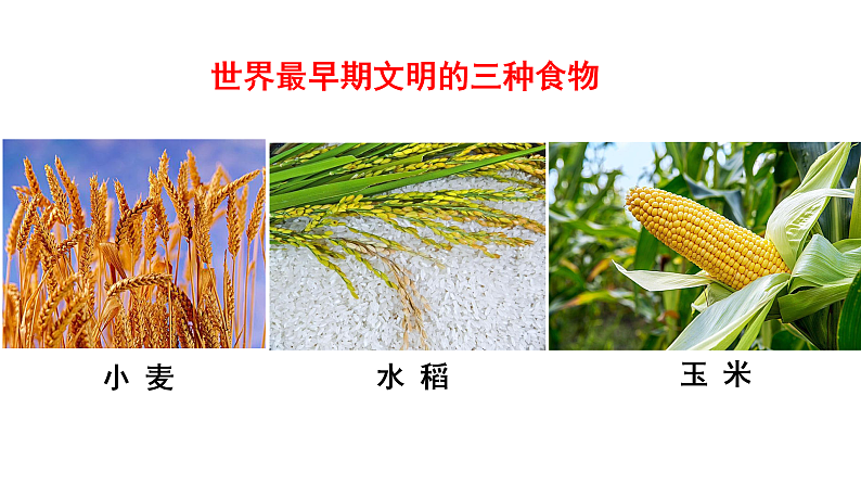 2021春人教统编版高二历史上册第1课 从食物采集到食物生产（课件）（选择性必修2经济与社会生活）03