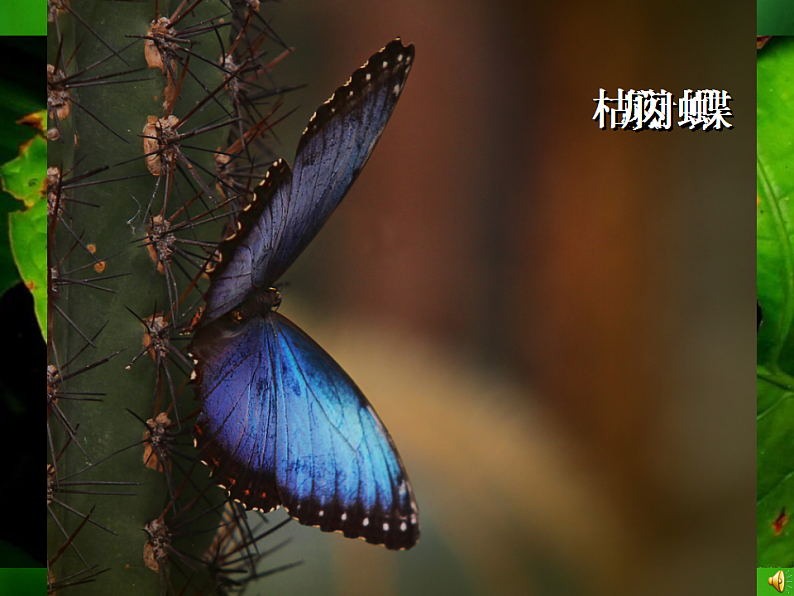 生物人教版八年级下册第七单元第一章第二节昆虫的生殖和发育.ppt01