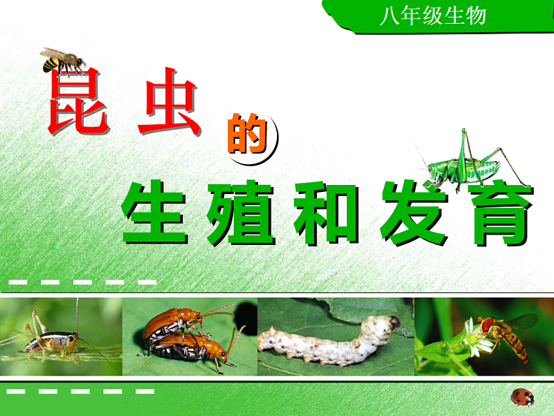 生物人教版八年级下册第七单元第一章第二节昆虫的生殖和发育.ppt03