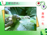 生物人教版八年级下册第七单元第一章第二节昆虫的生殖和发育.ppt