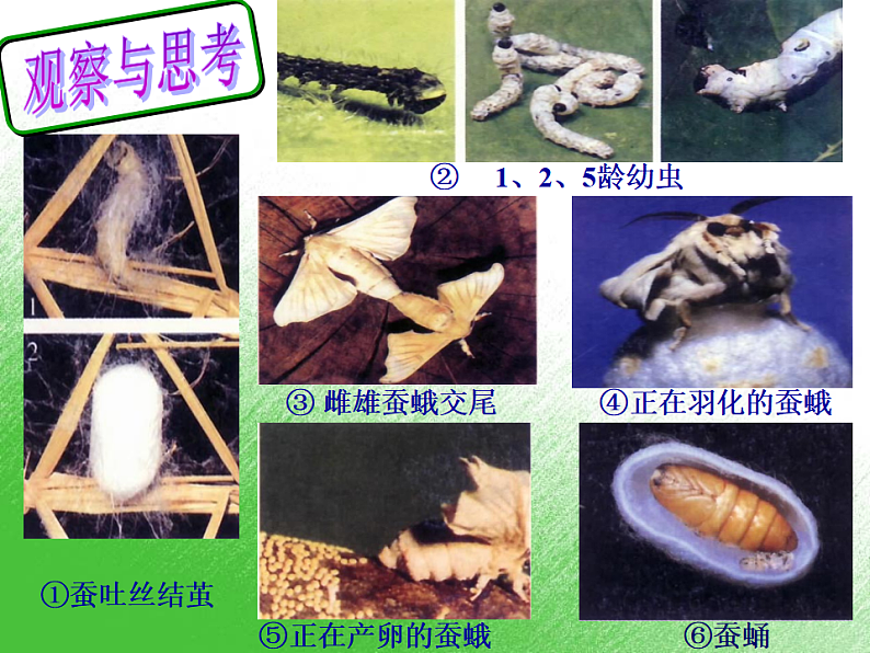 生物人教版八年级下册第七单元第一章第二节昆虫的生殖和发育.ppt05