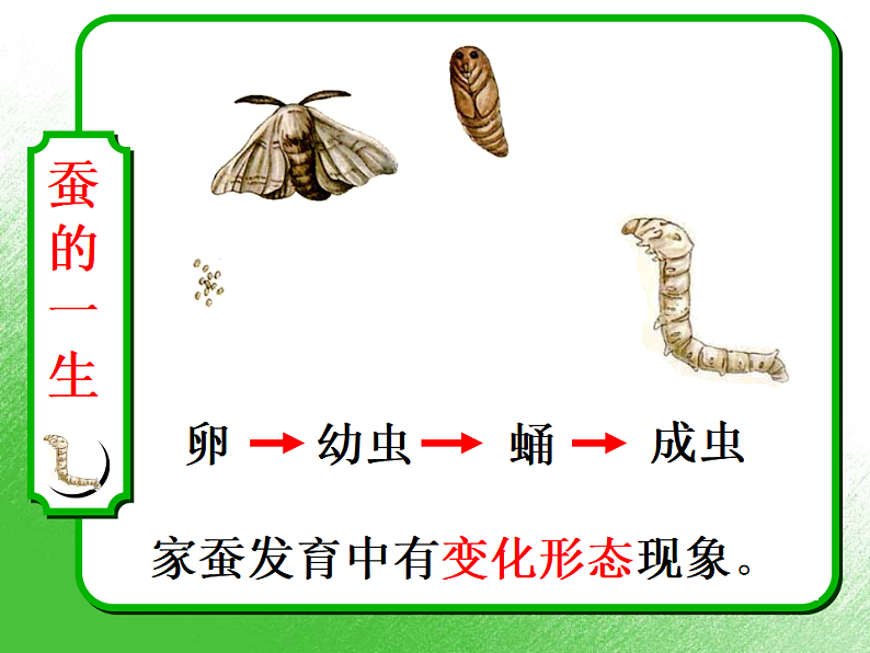 生物人教版八年级下册第七单元第一章第二节昆虫的生殖和发育.ppt07