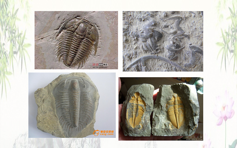 《时间的脚印》公开课一等奖课件05