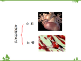 七年级下册 生物 第四单元 第9章 人体内的物质运输第2节《血液循环》课件（北师大版）