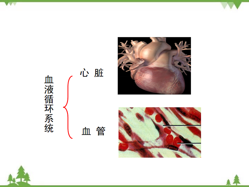 七年级下册 生物 第四单元 第9章 人体内的物质运输第2节《血液循环》课件（北师大版）第4页