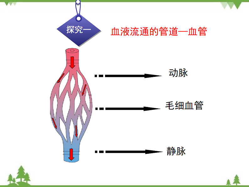 七年级下册 生物 第四单元 第9章 人体内的物质运输第2节《血液循环》课件（北师大版）第5页