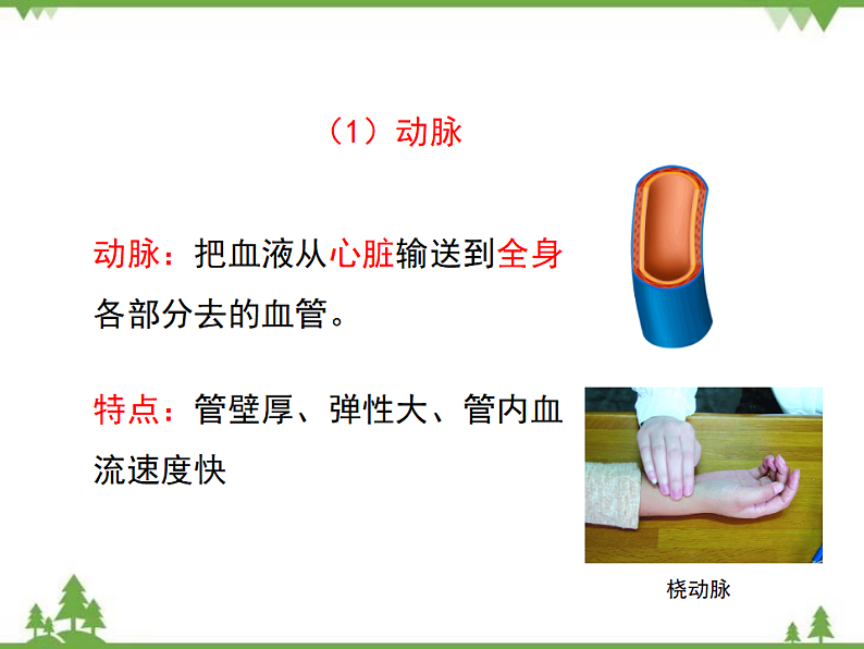 七年级下册 生物 第四单元 第9章 人体内的物质运输第2节《血液循环》课件（北师大版）第6页