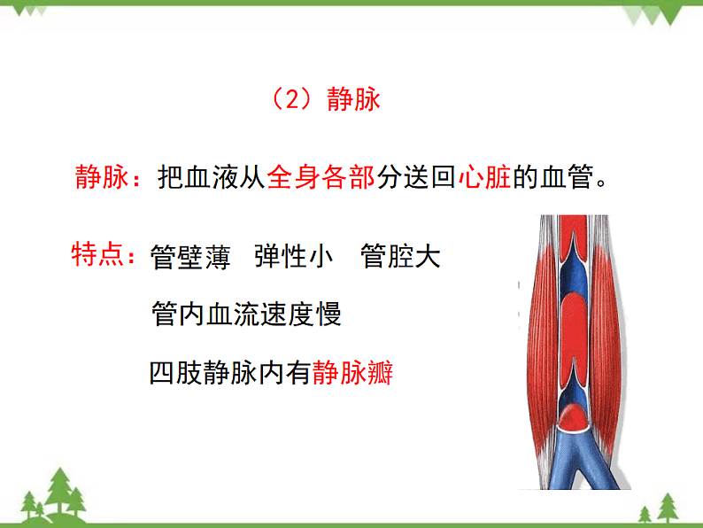 七年级下册 生物 第四单元 第9章 人体内的物质运输第2节《血液循环》课件（北师大版）第7页
