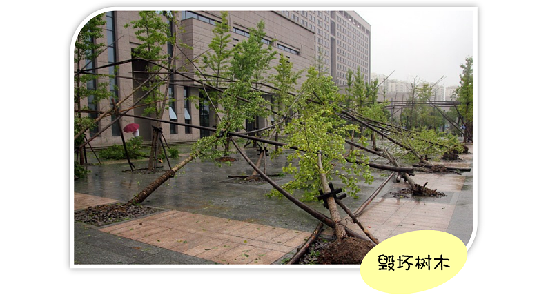 通用版 一年级主题班会 台风来了  课件（28张PPT）第7页