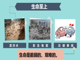 8.2 敬畏生命 課件+教案- 部編版道德與法治七年級上冊